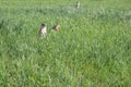 Family of gophers in the grass in the wild