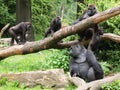 Family of gorillas Royalty Free Stock Photo