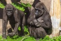 Family of gorillas in a park Royalty Free Stock Photo