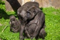 Family of gorillas in a park Royalty Free Stock Photo