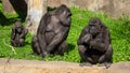 Family of gorillas in a park