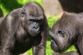 Family of gorillas in a park Royalty Free Stock Photo