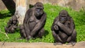 Family of gorillas in a park Royalty Free Stock Photo