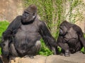 Family of gorillas in a park Royalty Free Stock Photo