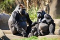 family of gorillas, sitting and relaxing in the sun