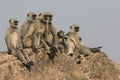 Family of gray langurs that sits on the wall of an ancient India