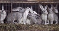 Family of gray rabbits on the farm sitting in a cage