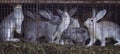 Family of gray rabbits on the farm sitting in a cage waiting for food