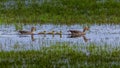 A family of graylag geese swims in formation across a densely vegetated pond.