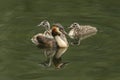 A family of Great Crested Grebe, Podiceps cristatus, swimming on a river. One of the babies is being being carried on the parents Royalty Free Stock Photo