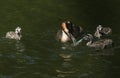 A family of stunning Great Crested Grebe Podiceps cristatus swimming in a river. The parent bird is feeding a Crayfish to the ba Royalty Free Stock Photo