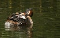 A family of Great Crested Grebe Podiceps cristatus . Their babies are riding on the back of one of the parents. Royalty Free Stock Photo