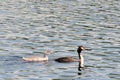 Family of great crested grebes (Podiceps cristatus) Royalty Free Stock Photo