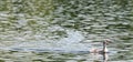 Family of great crested grebes (Podiceps cristatus) Royalty Free Stock Photo