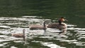 Family of great crested grebes (Podiceps cristatus) Royalty Free Stock Photo