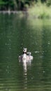 Family of great crested grebes (Podiceps cristatus) Royalty Free Stock Photo