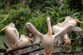 The family of Great white pelicans sitting on the tree on a rainy day