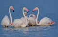 Family of greater flamingo bird  natural  nature  wallpaper Royalty Free Stock Photo