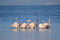 Family of greater flamingo