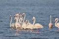 Family of Greater flamingo