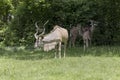 A family of the Greater Kudu Royalty Free Stock Photo