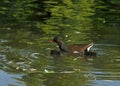 A family of green-footed coots with young hunts for insects.