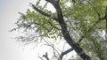 A family of green Indian ringed parrots lives in a tree. Royalty Free Stock Photo