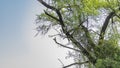 A family of green parrots Psittacula krameri is located on the branches of a tree. Royalty Free Stock Photo