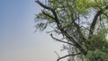 A family of green parrots Psittacula krameri settled on a tree. Royalty Free Stock Photo