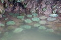 A family of green sea anemones