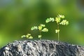 Family green young tropical plants growing in fertile soil during the rainy season