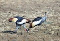 Family of grey crested cranes on the open plains in south luangwa national park, zambia, southern africa