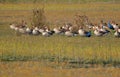 Family of grey leg goose bird natural Royalty Free Stock Photo