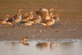 Grey leg goose family Royalty Free Stock Photo