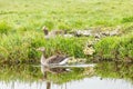 Family Greylag geese, Anser anser, with flock of chicks