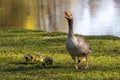 Family of greylag geese, Anser anser with small babies