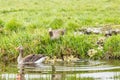 Family Greylag geese, Anser anser, with flock of chicks