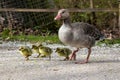 Family of greylag geese, Anser anser with small babies