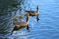 A family of greylag geese, Anser anser, paddling across the blue water of the boating lake in Regent`s Park, London. The large Royalty Free Stock Photo