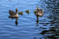 A family of greylag geese, Anser anser, floating across the blue water of the boating lake in Regent`s Park, London. The large