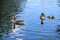 A family of greylag geese, Anser anser, with three chicks floating across a clear blue lake Royalty Free Stock Photo