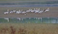 Family of greylag goose bird natural nature background Royalty Free Stock Photo