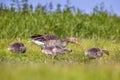 Family Greylag goose feeding on grass Royalty Free Stock Photo