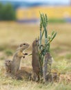 Family of Ground Squirrels