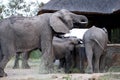 Family group of elephants drinking water from a plunge pool at a private camp in the Sabi Sand Game Reserve, South Africa.