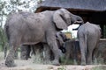 Family group of elephants drinking water from a plunge pool at a private camp in the Sabi Sand Game Reserve, South Africa.