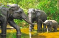 family group of elephant statues in the lake Royalty Free Stock Photo