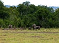 Family group of Elephants