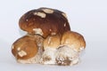 Family group of four isolated porcini mushrooms large and small