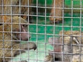 Family group of Hamadryas baboon monkeys resting with rocks as background. Monkey behind bars Royalty Free Stock Photo